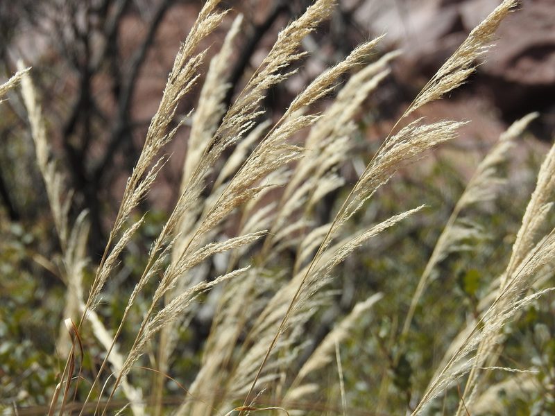 Muhlenbergia emersleyi, photographed by Rachel Stringham