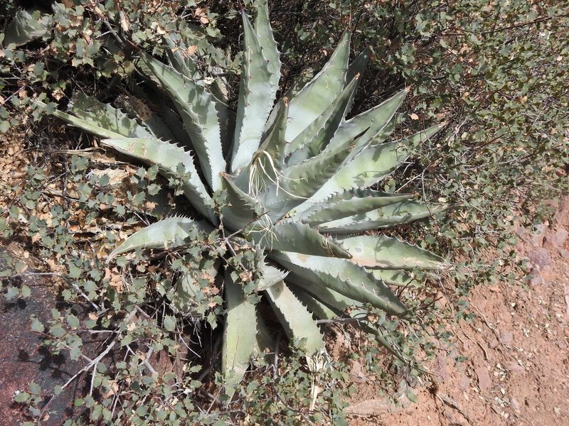 Agave chrysantha, photographed by Rachel Stringham