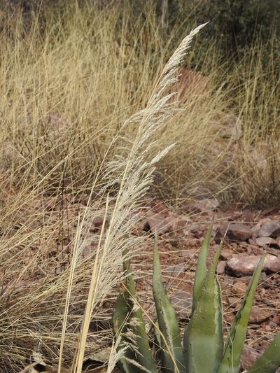 Muhlenbergia emersleyi, photographed by Rachel Stringham