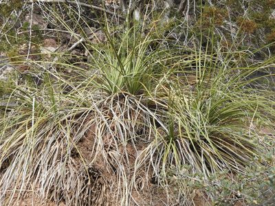 Nolina microcarpa, photographed by Rachel Stringham