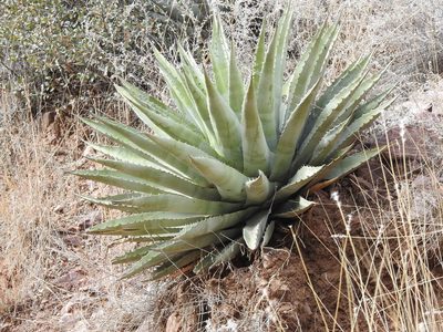 Agave chrysantha, photographed by Rachel Stringham