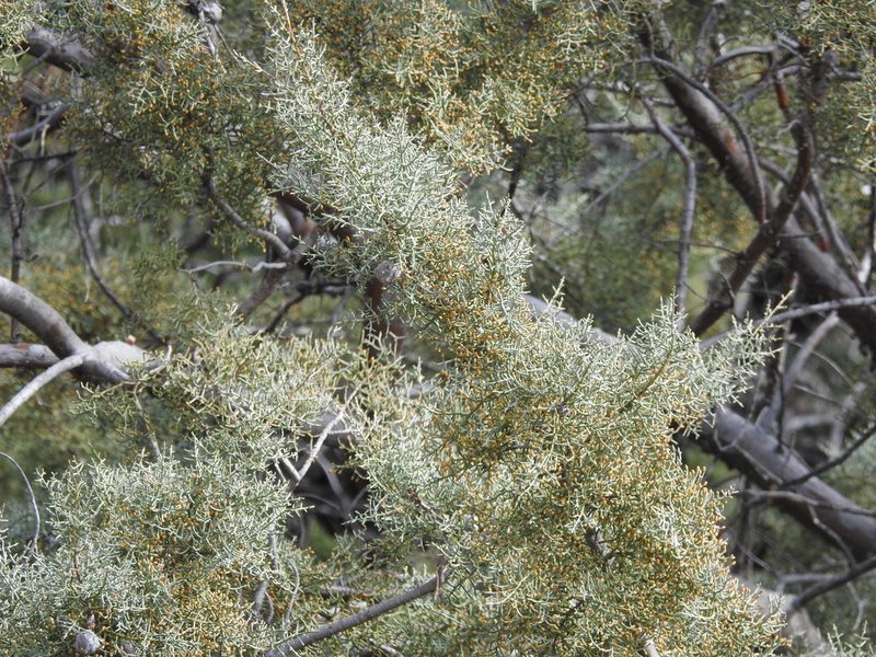 Hesperocyparis glabra, photographed by Rachel Stringham