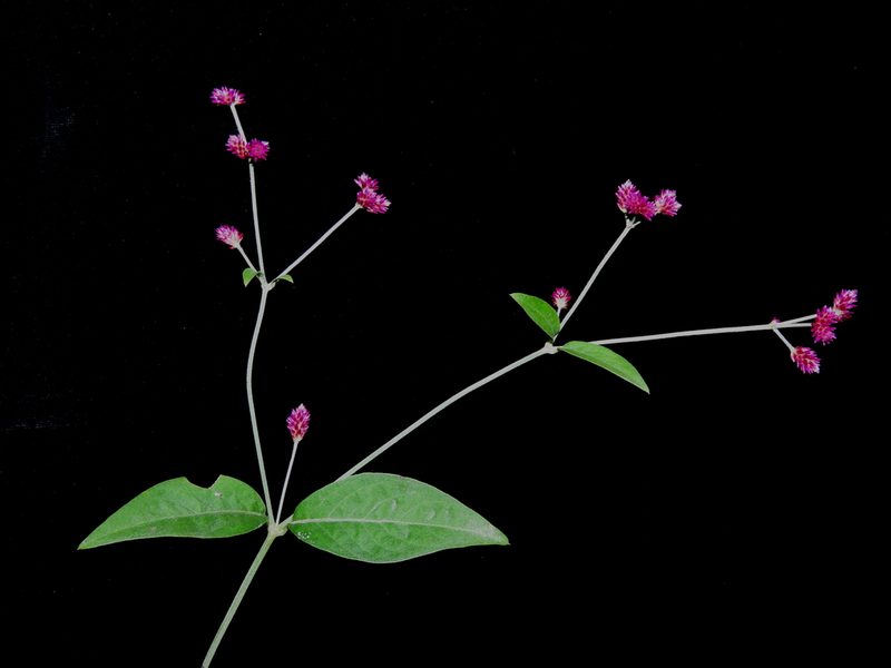Alternanthera porrigens, photographed by Manuel Roncal