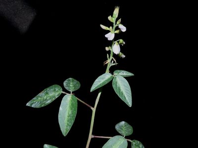 Desmodium uncinatum, photographed by Manuel Roncal
