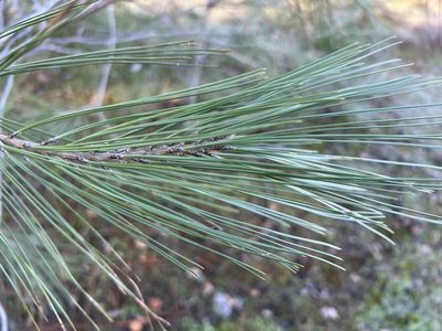 Pinus sabiniana, photographed by nmoorhatch