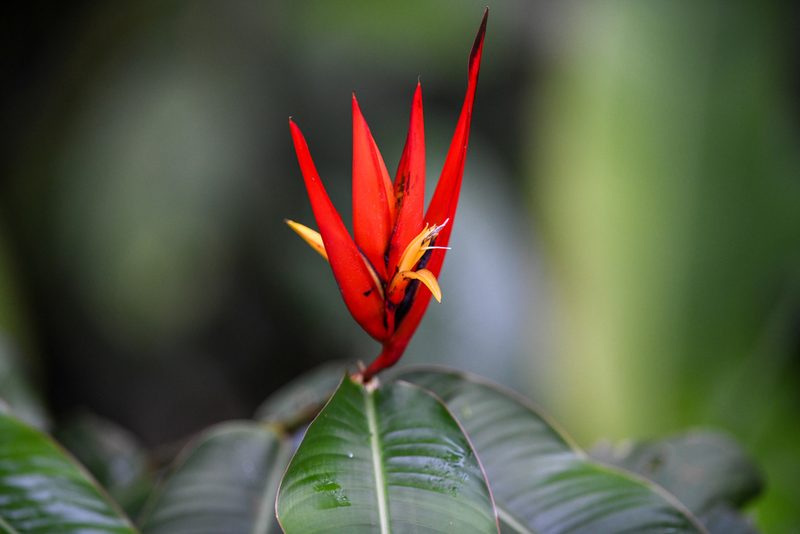 Heliconia mathiasiae, photographed by Trevor Van Loon