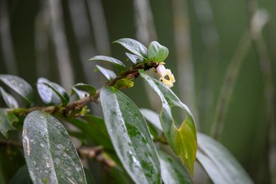 Drymonia stenophylla, photographed by Trevor Van Loon