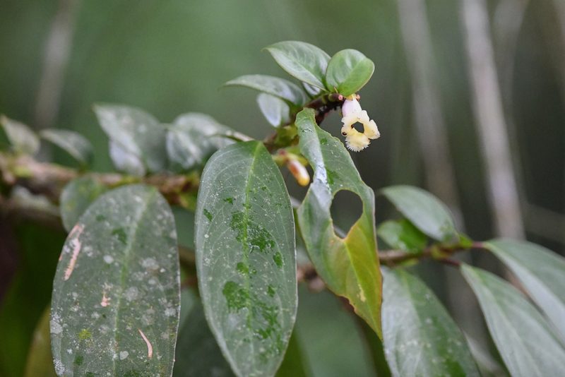 Drymonia stenophylla, photographed by Trevor Van Loon