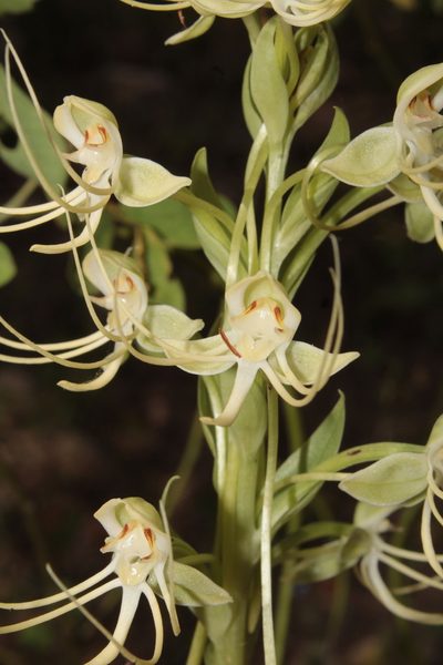 Habenaria lucaecapensis, photographed by Arturo Castro Castro
