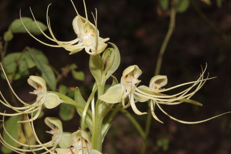 Habenaria lucaecapensis, photographed by Arturo Castro Castro