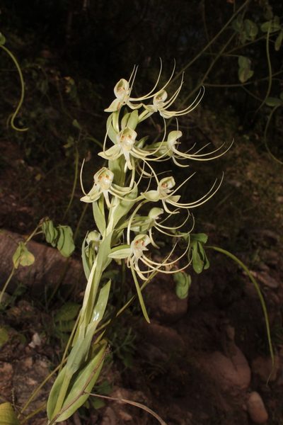 Habenaria lucaecapensis, photographed by Arturo Castro Castro