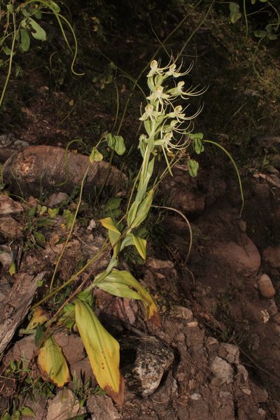 Habenaria lucaecapensis, photographed by Arturo Castro Castro