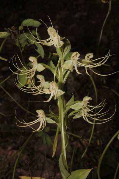 Habenaria lucaecapensis, photographed by Arturo Castro Castro