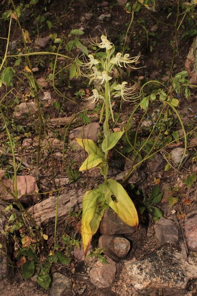 Habenaria lucaecapensis, photographed by Arturo Castro Castro