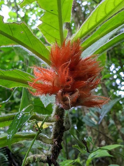 Columnea purpurata, photographed by Trevor Van Loon
