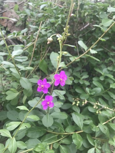 Talinum portulacifolium, photographed by rosshawkins