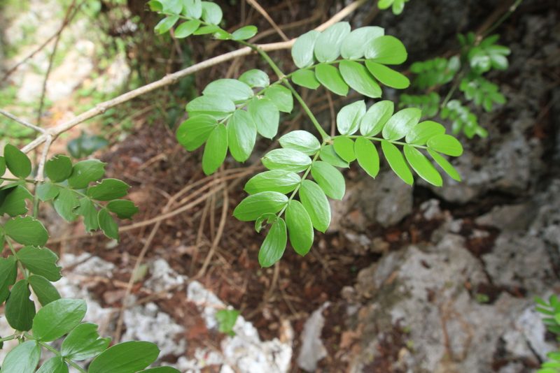 Jupunba glauca, photographed by Brian Oakes Haiti Hunter