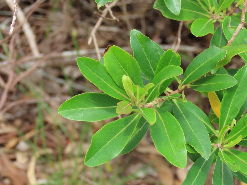 Escallonia bifida, photographed by Florencia Grattarola