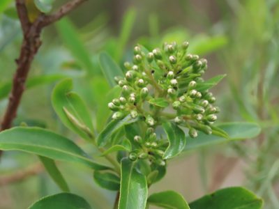 Escallonia bifida, photographed by Florencia Grattarola