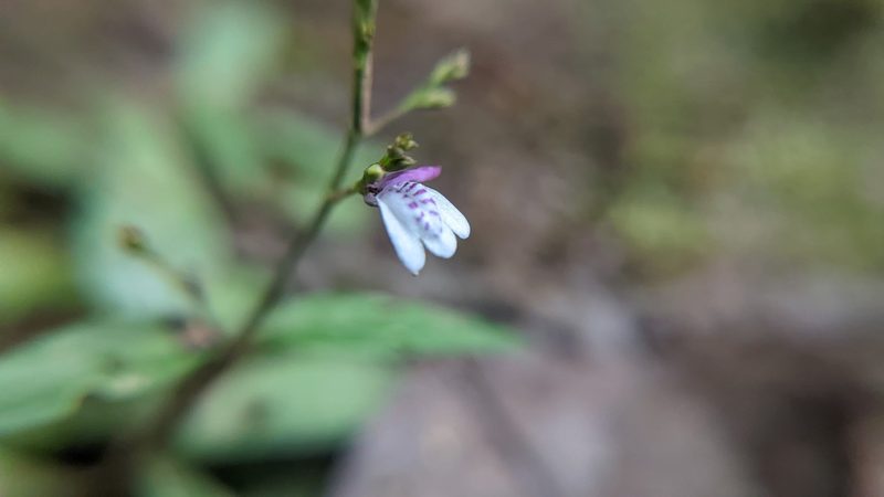 Dianthera comata, photographed by Trevor Van Loon
