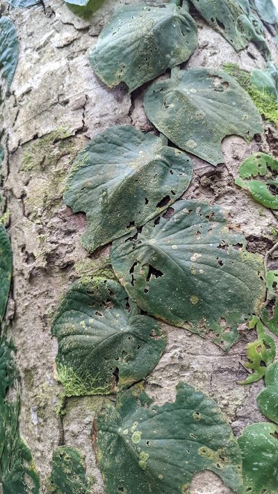 Monstera tenuis, photographed by Trevor Van Loon