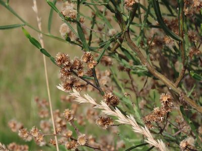 Baccharis articulata, photographed by Florencia Grattarola