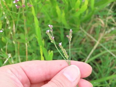 Verbena montevidensis, photographed by Florencia Grattarola
