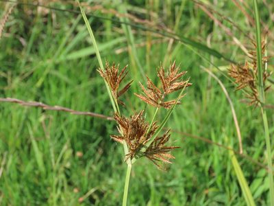 Cyperus corymbosus, photographed by Florencia Grattarola