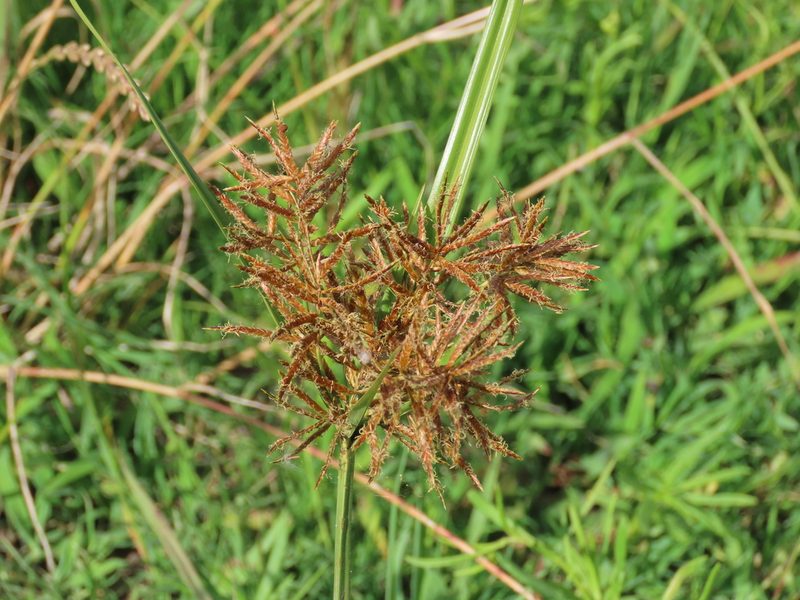 Cyperus corymbosus, photographed by Florencia Grattarola