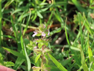 Stachys arvensis, photographed by Florencia Grattarola