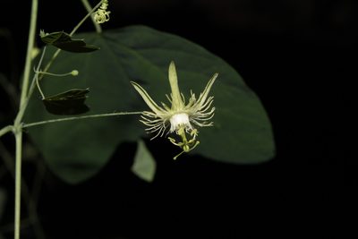 Passiflora filipes, photographed by Arturo Castro Castro