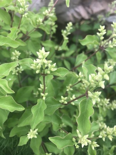Psilotrichum scleranthum, photographed by rosshawkins