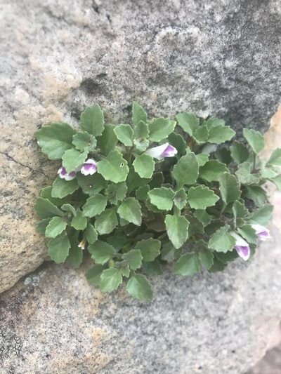 Stemodiopsis kamundii, photographed by rosshawkins