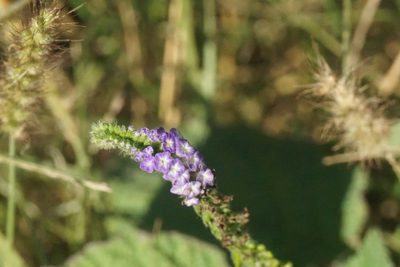 Heliotropium indicum, photographed by Center for Urban Ecology