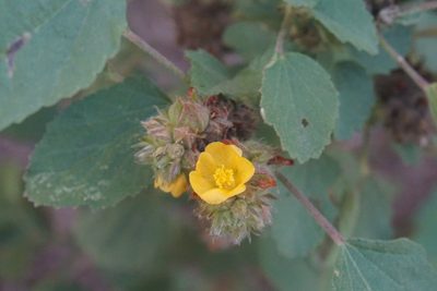 Malvastrum americanum, photographed by Center for Urban Ecology