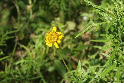 Sidneya tenuifolia, photographed by Center for Urban Ecology