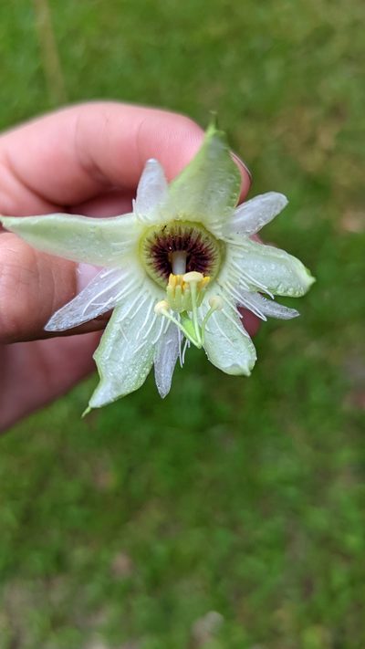 Passiflora lobata, photographed by Trevor Van Loon