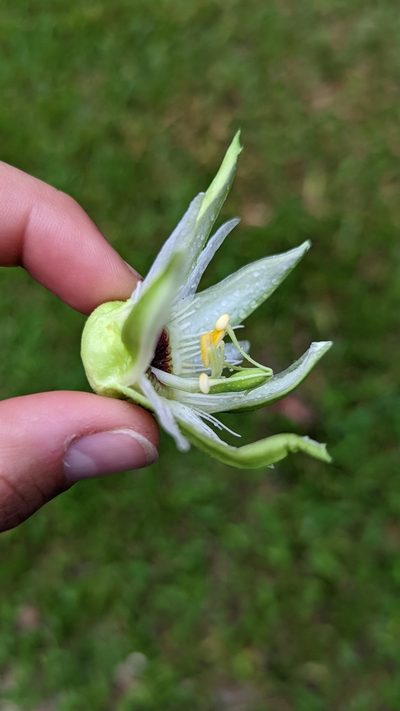 Passiflora lobata, photographed by Trevor Van Loon