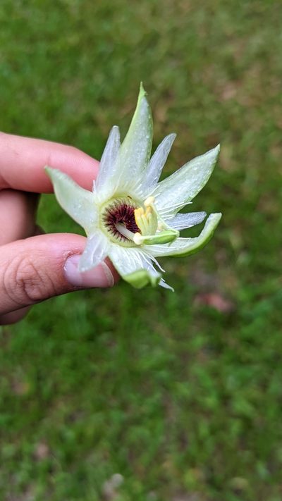Passiflora lobata, photographed by Trevor Van Loon