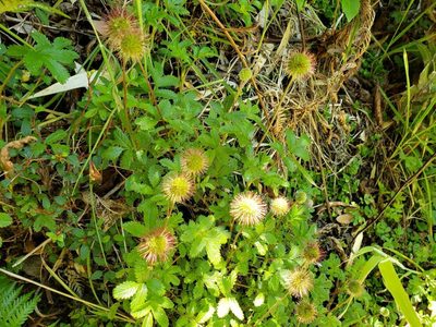 Acaena ovalifolia, photographed by Cesar Ormazabal