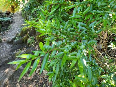 Azara lanceolata, photographed by Cesar Ormazabal