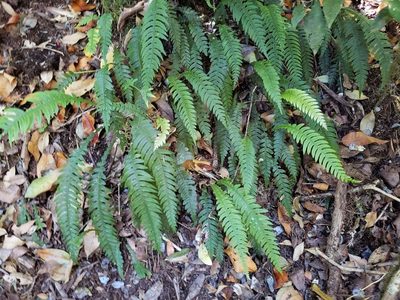 Austroblechnum lechleri