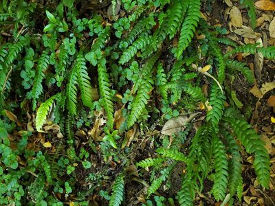 Austroblechnum lechleri, photographed by Cesar Ormazabal