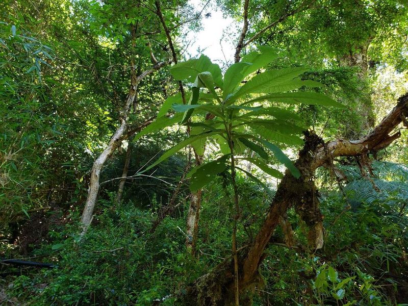 Senecio cymosus, photographed by Cesar Ormazabal