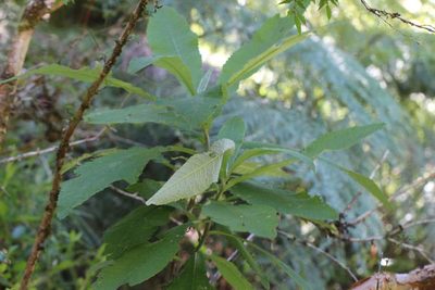 Buddleja globosa, photographed by Cesar Ormazabal