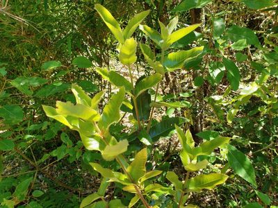 Eucryphia cordifolia, photographed by Cesar Ormazabal