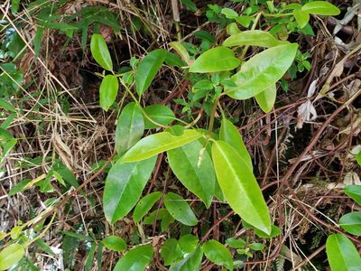 Hydrangea serratifolia, photographed by Cesar Ormazabal