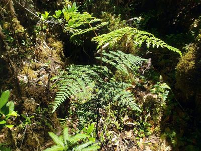 Lomatia ferruginea, photographed by Cesar Ormazabal