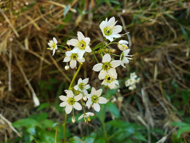 Lysimachia sertulata, photographed by Cesar Ormazabal