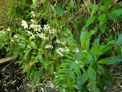 Lysimachia sertulata, photographed by Cesar Ormazabal